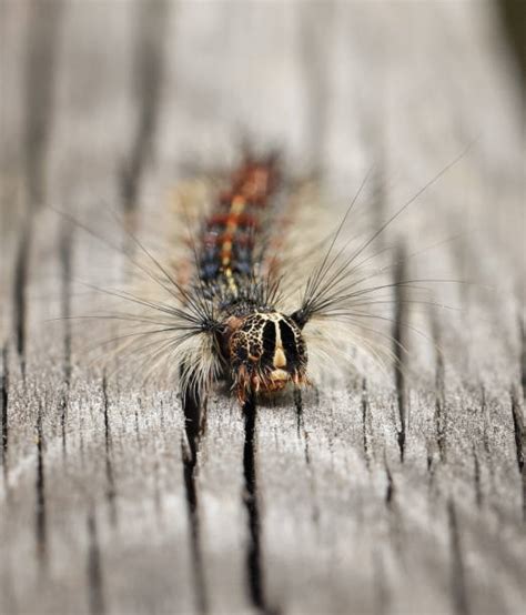 120 Gypsy Moths Caterpillar Stock Photos Pictures And Royalty Free