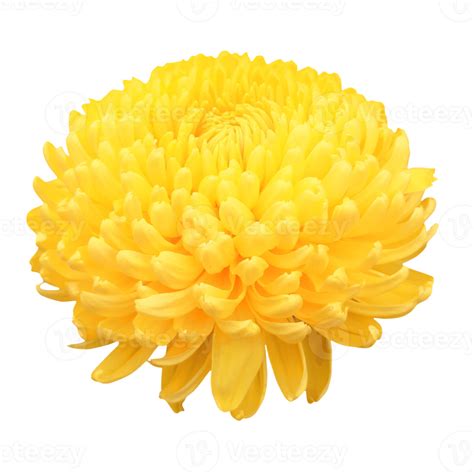 Yellow Dahlia Flower Png