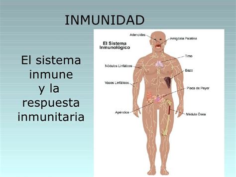 El Sistema Inmune