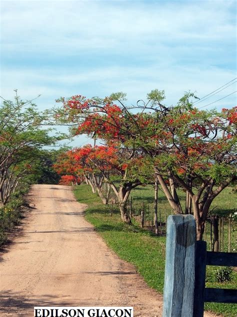 Viveiro Ciprest Plantas Nativas E Ex Ticas Flamboyant Vermelho