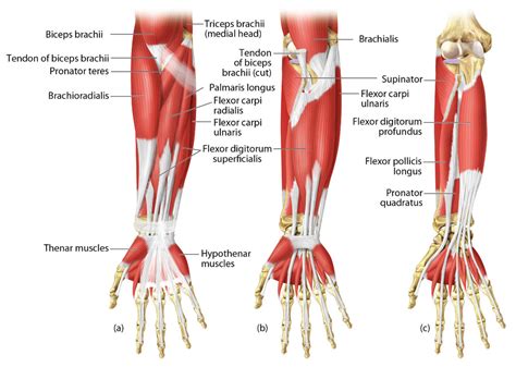 Pronator Teres And Brachioradialis