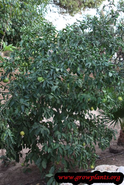 Grapefruit tree - How to grow & care