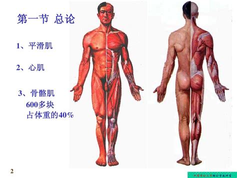 肌肉解剖word文档在线阅读与下载无忧文档