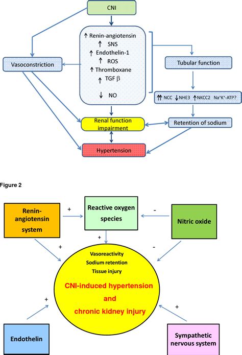 Pdf Pathophysiological Mechanisms Of Calcineurin Inhibitor Induced