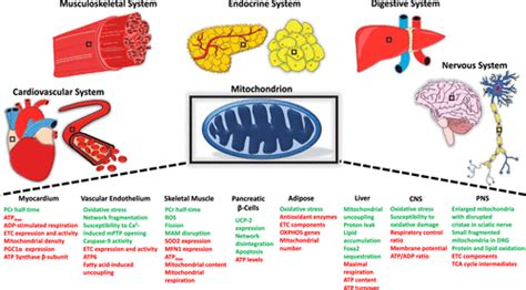 Mitochondrial Dysfunction In Type 2 Diabetes Mellitus An Organ Based