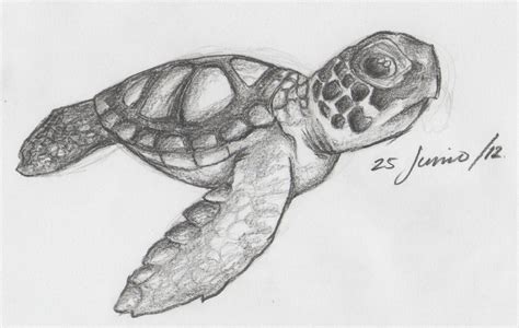 Tortuga Drawings Art Turtles Kunst Art Background Sketches