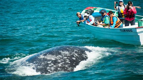 Sea Kayaking & Whale Watching Gray Whale Watching Base Camp