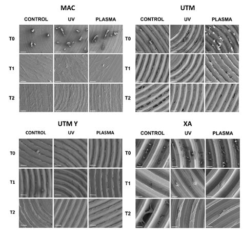 SEM Images Of Cell Adhesion At Different Timing 20 Min 24 H 72 H