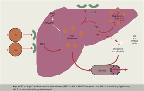 Lipids Module 4 Treatment Of Dyslipidaemia The British Journal Of