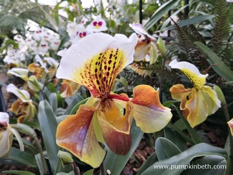 Orchids At Kew Gardens Orchid Festival Pumpkin Beth