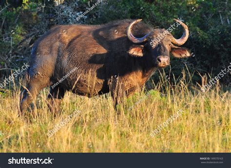 African Buffalo Stock Photo 199570163 Shutterstock