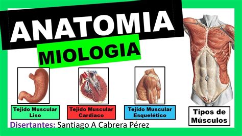 Anatom A Miologia Generalidades Y Clasificaci N Youtube