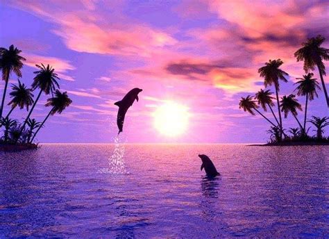 Dolphin Desktop Wallpapers - Wallpaper Cave