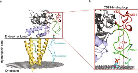 Model Of E2 On A Membrane Embedded Full Length Cd81 A The Full Length Download Scientific