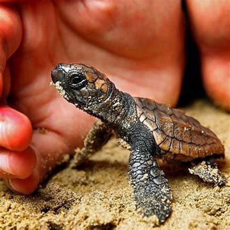 Biology Far Frontiers Expeditions Loggerhead Sea Turtle Loggerhead