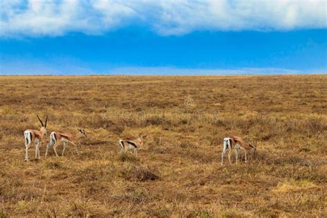 Herd Of Thomson S Gazelle Eudorcas Thomsonii In Ngorongoro Crater