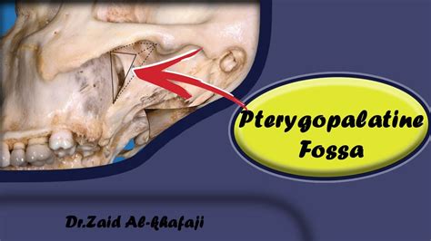 تشريح Communications Boundaries Pterygopalatine Fossa Youtube