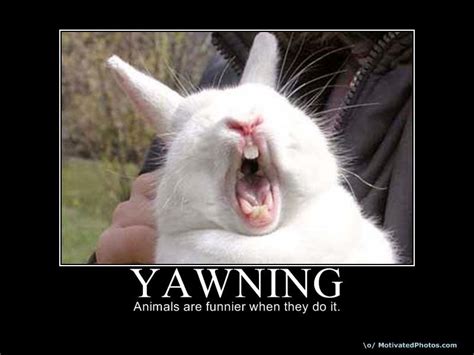 Yawning Funny Picture 2014 | Picture Gallery