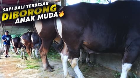 Kandang Sapi Bali Jumbo Sold Out Ternyata Diborong Sama Anak Muda