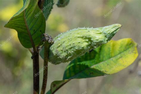 Vainas Verdes De Asclepias Syriaca Con Semillas De Cerca Planta De