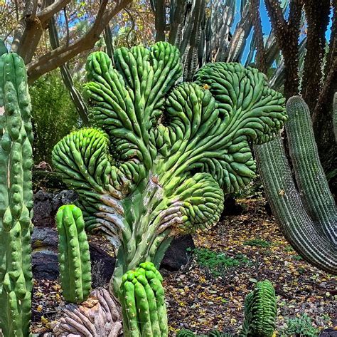 Cactus Garden Photograph By Linda Carol Case Pixels