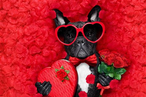 Dog Valentine Day Wallpapers - Top Free Dog Valentine Day Backgrounds ...