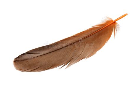 Beautiful Orange Bird Feather Isolated On White Stock Image Image Of