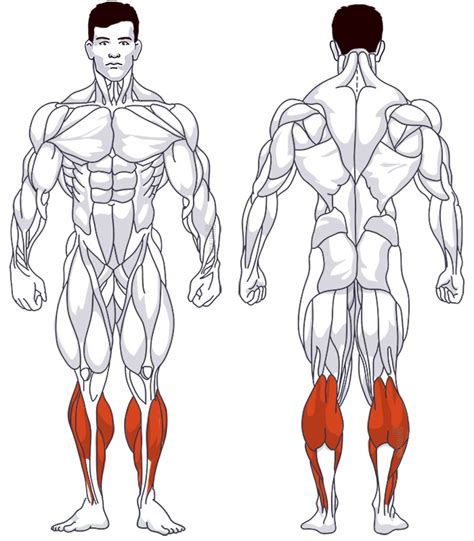 Standing Calf Raise Instructions Information And Alternatives