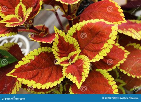 Coleus Renelta Is A Large Plant With Large Leaf Plates Stock Photo