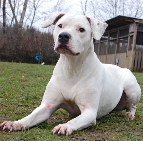 Dogo Argentino Breed Mix Mixredp