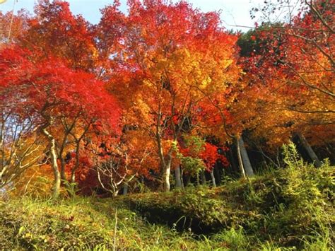 秋合宿で紅葉を満喫 希望の英語教育へ（江利川研究室ブログ）2