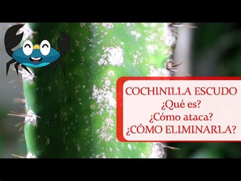 Plaga Cochinilla Escudo Qu Es C Mo Ataca Y C Mo Eliminarla