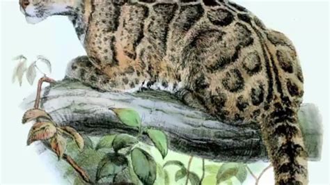 Formosan Clouded Leopard Extinct