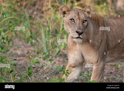 Zambia South Luangwa National Park African Lioness Wild Panthera