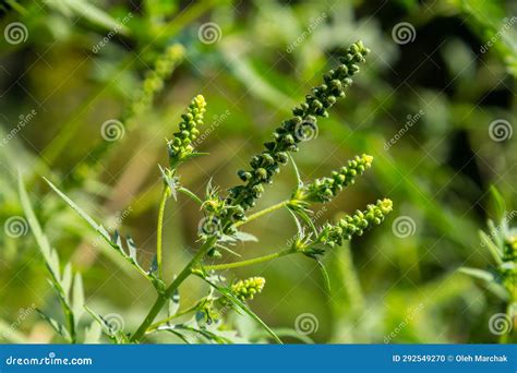 Flower Of A Common Ragweed Ambrosia Artemisiifolia Stock Photo Image