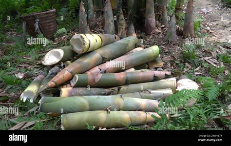 Giant Bamboo Harvesting Hi Res Stock Photography And Images Alamy