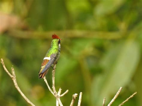 Foto Topetinho Vermelho Lophornis Magnificus Por Leninha Passarinho