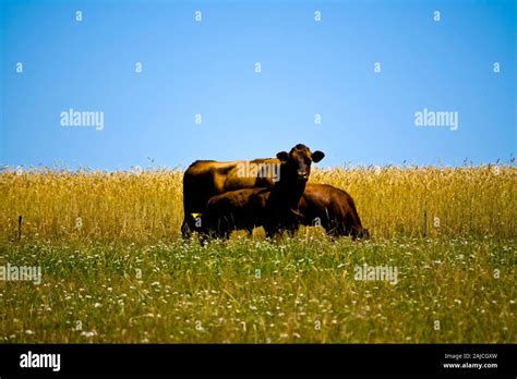 Calf Wallpaper Hi Res Stock Photography And Images Alamy