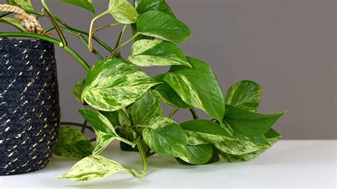 Coltivare Pothos Indoor Come Mantenere Questa Pianta Felice All Interno