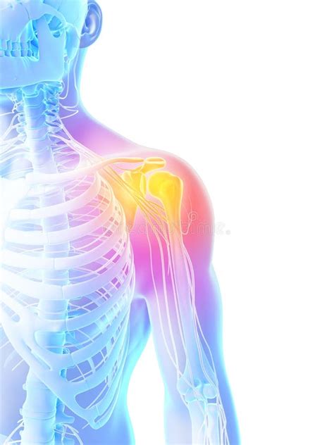 Bone Structure Of The Shoulder Joint Stock Vector Illustration Of