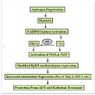 nrf  nrf expression  prostate cancer cell lines  rt pcr