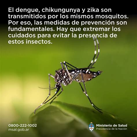 Cuáles son las medidas para evitar la proliferación de mosquito