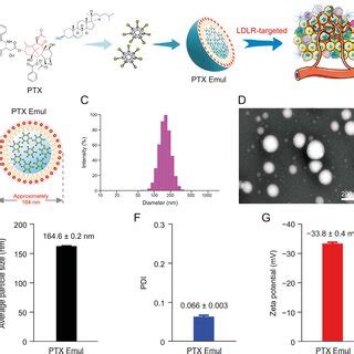 In Vitro Characterization Of Paclitaxel Ptx Loaded Tumor Targeting