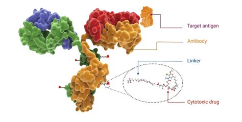 Approval of Elahere Expands Treatment Options for Some Advanced Ovarian Cancers - MDNewsline