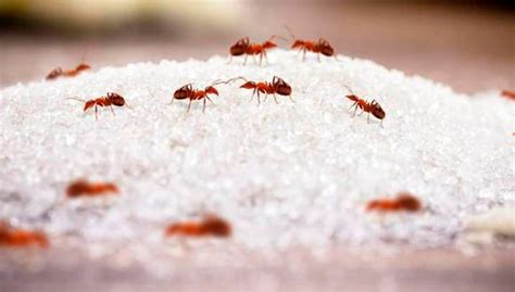 El Truco Para Espantar A Los Enjambres De Hormigas Que Invaden Tu Casa