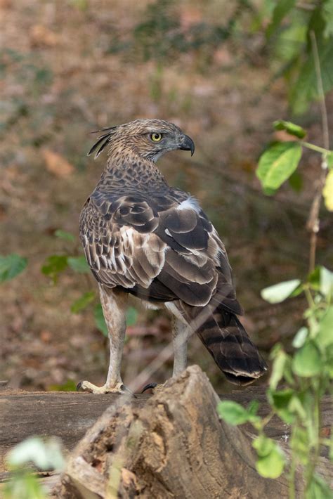 Nisaetus Cirrhatus Ssp Ceylanensis Changeable Hawk Eagle Flickr