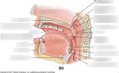 Anatomy 1 - Oral cavity diagram (Lateral view) Diagram | Quizlet