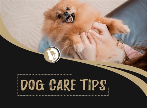 Dog Care Tips Towards Keeping Your Dog Healthy