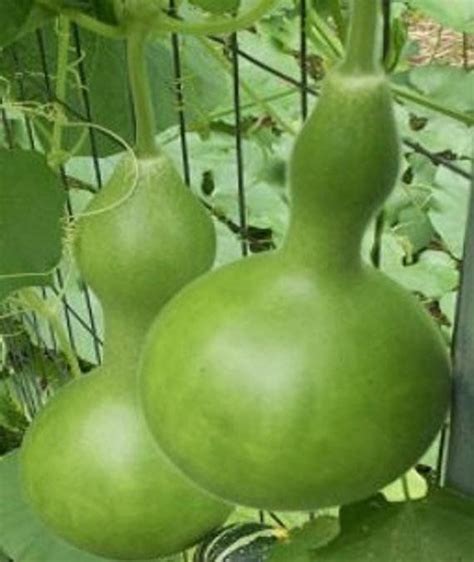 Bottle Gourd For Sale Angel Vegetable