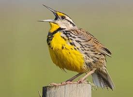 Eastern Meadowlark Identification All About Birds Cornell Lab Of